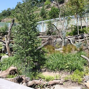 Tasmania exhibit - Tasmanian devils, Exhibit 2