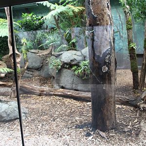 Tasmania exhibit - Tasmanian devils indoor exhibit