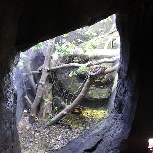 Tasmania exhibit - Rough-scaled python
