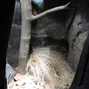 Tasmania exhibit - Common death adder