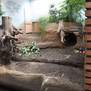 Tasmania exhibit - Long-nosed potoroo