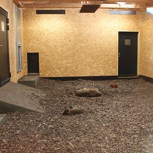 Tasmania exhibit - Kangaroo indoors