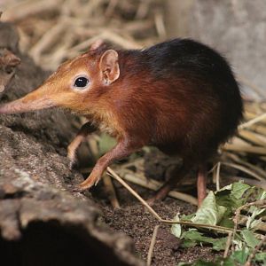 Black and rufous sengi (Rhynchocyon petersi)