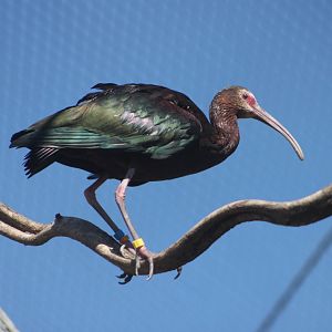 White-faced ibis (Plegadis chihi)