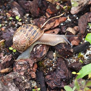 Brown garden snail (Cornu aspersum), 2020-07-14
