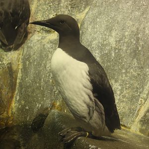 Common Murre