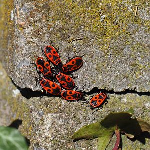 Firebugs (Pyrrhocoris apterus), 2020-03-25
