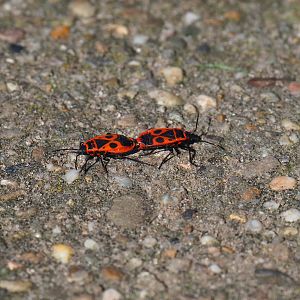 Mating Firebugs (Pyrrhocoris apterus), 2020-03-25