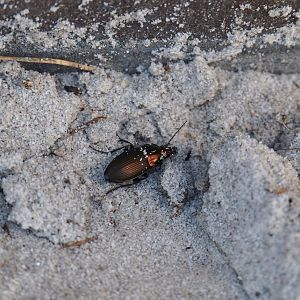 Ground beetle Poecilus versicolor, 2020-04-01