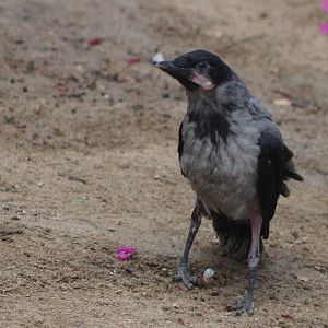 Hooded crow - juvenile