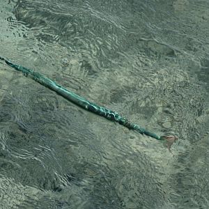 Cornetfish - Fistularia commersonii