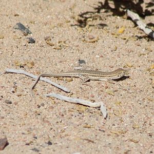 Lizard ID
