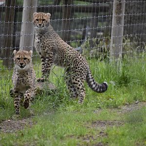 Cheetah Cubs May 2020