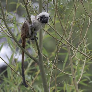 Cottontop tamarin