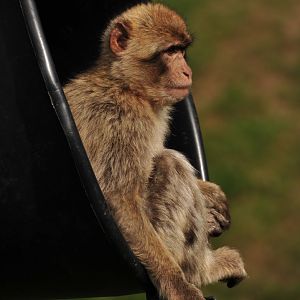 Barbary Macaque