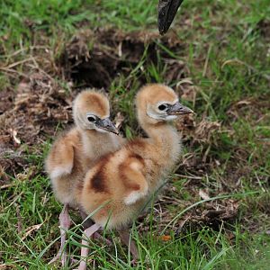 Crowned Crane chicks