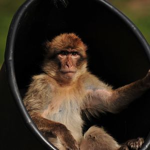 Barbary Macaque in a bucket