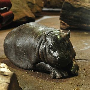 Pygmy Hippo Calf