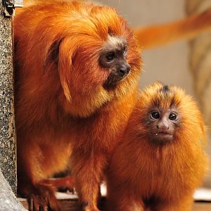 Golden Marmoset