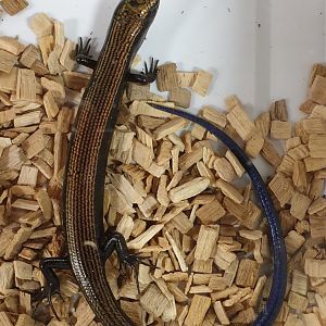 Ingrid's galliwasp - Celestus ingridae