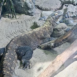 Komodo Dragon (Varanus komodoensis)