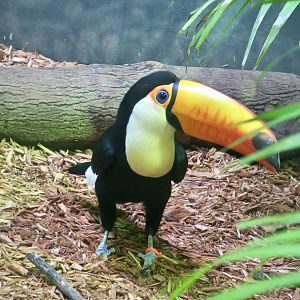 Toco Toucan (Ramphastos toco)