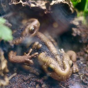 Emperor Newt (Tylototriton shanjing)