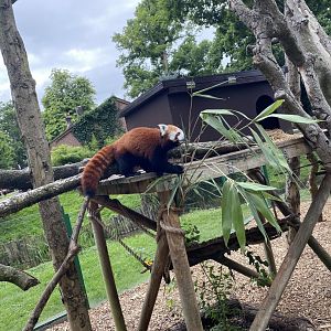 Red Panda