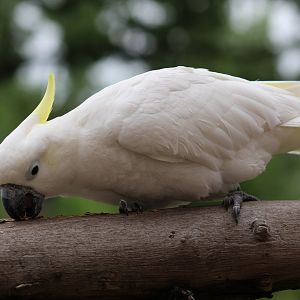 Greater Sulphur-Crested Cockatoo