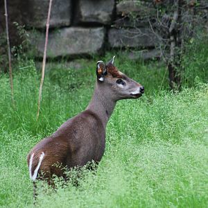 Chinese Tufted Deer