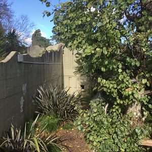 Nepalese Red Panda Exhibit (Off Display)