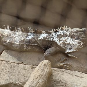Mexican Spiny-Tailed Iguana