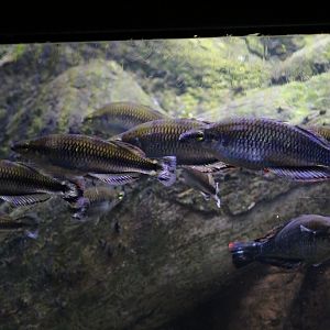 Madagascan Silverside