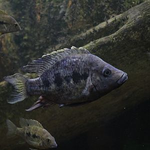 Omaha- Madagascar Cichlid ID?