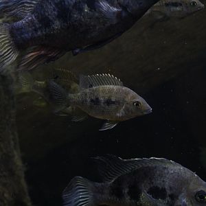 Omaha- Madagascar Cichlid ID?