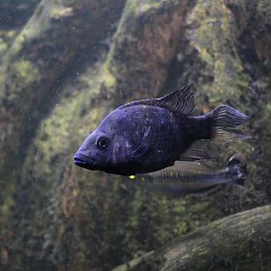 Omaha- Madagascar Cichlid ID?