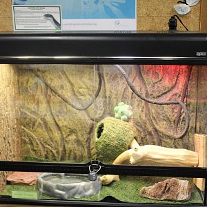 Eastern Black Ratsnake Terrarium