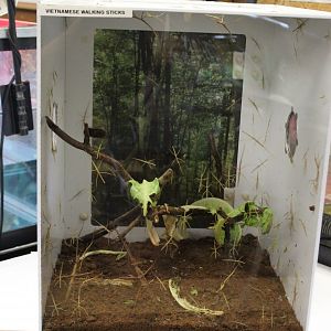 Annam Walkingstick Terrarium