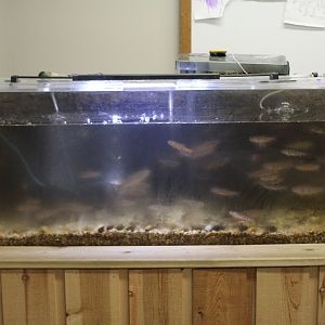 Brook Trout Tank