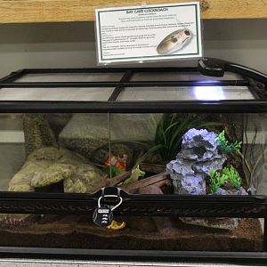 Trinidad Bat Cave Cockroach Terrarium