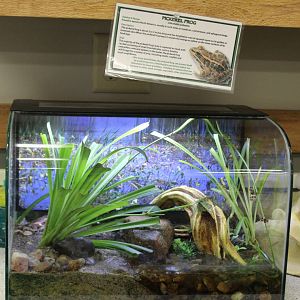 Pickerel Frog Terrarium