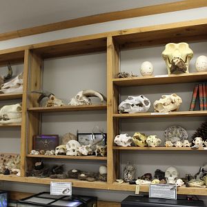 Wall of Skulls