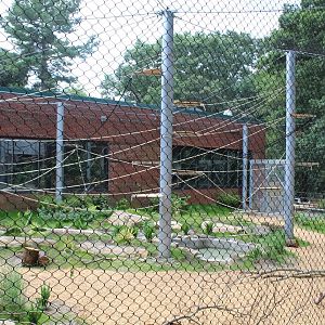 View of New Spider Monkey Enclosure