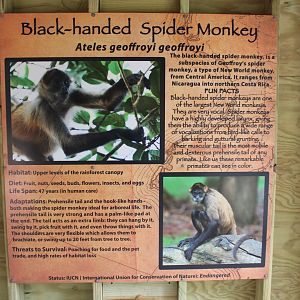 Spider Monkey Sign