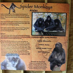 Spider Monkey Sign