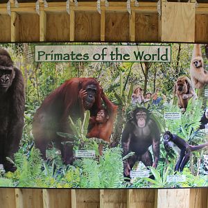 Primates of the World