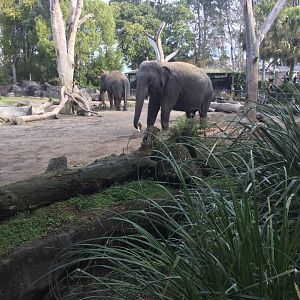 Sri Lankan elephant (Elephas maximus maximus)