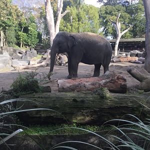 Sri Lankan elephant (Elephas maximus maximus)