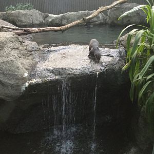 Asian small-clawed otter (Aonyx cinereus)