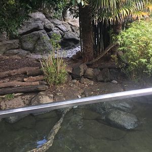 Asian Small-clawed Otter Exhibit